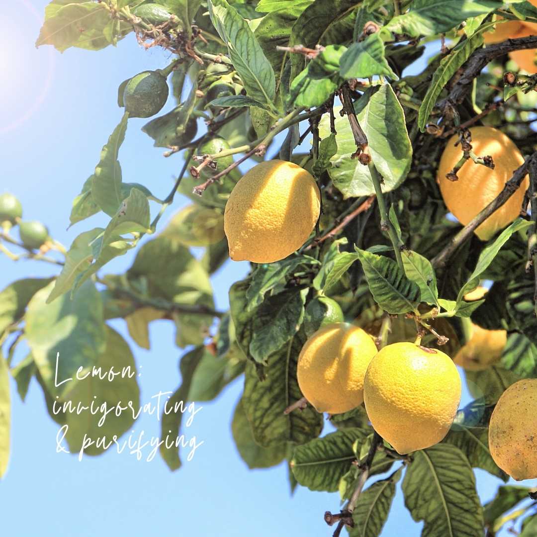 Magnolia Mint Candle: Wild Mint, Orange Blossom, Eucalyptus, Lemon, Mint + Tomato Leaf - Amber Glass: