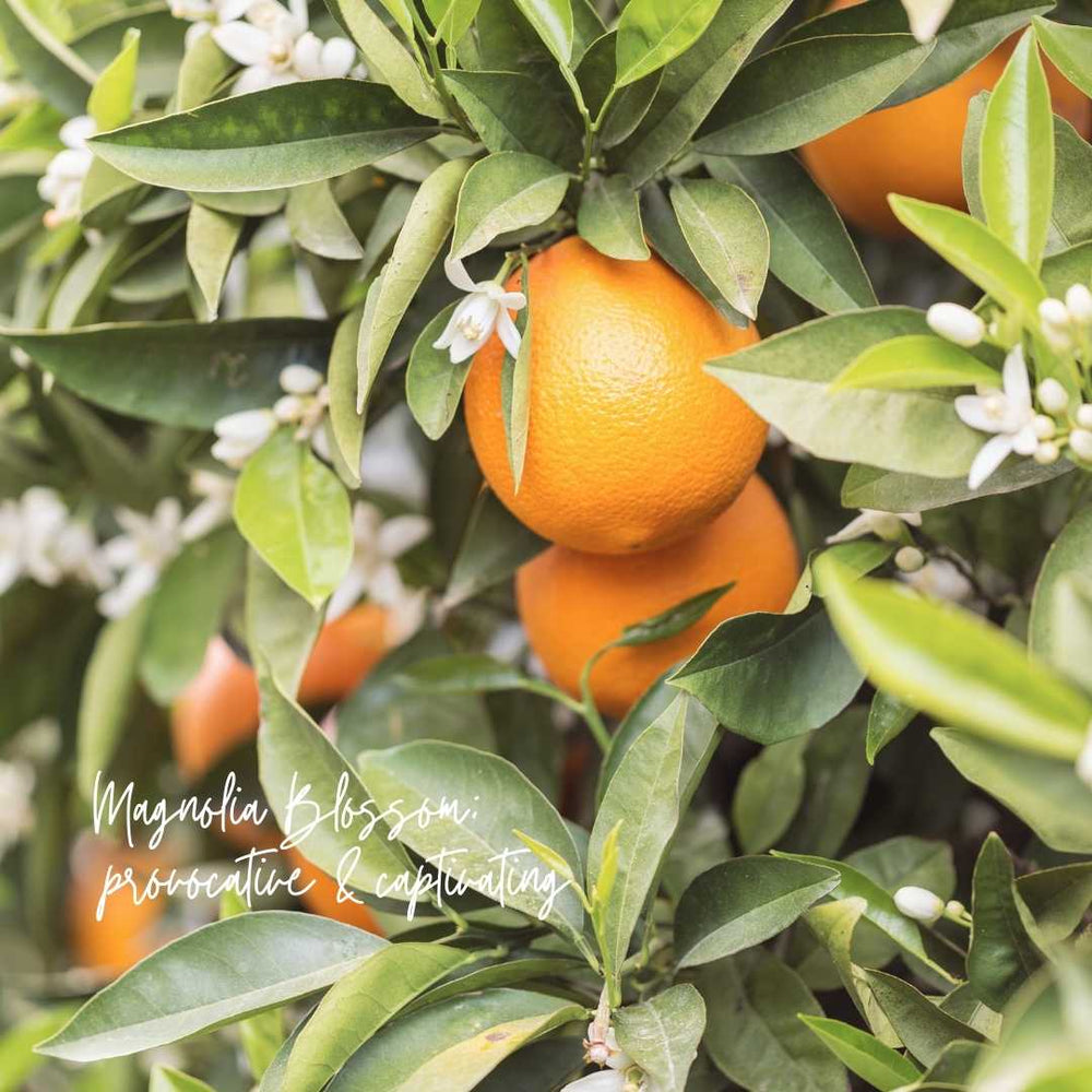 
                      
                        Magnolia Mint Candle: Wild Mint, Orange Blossom, Eucalyptus, Lemon, Mint + Tomato Leaf - Amber Glass:
                      
                    