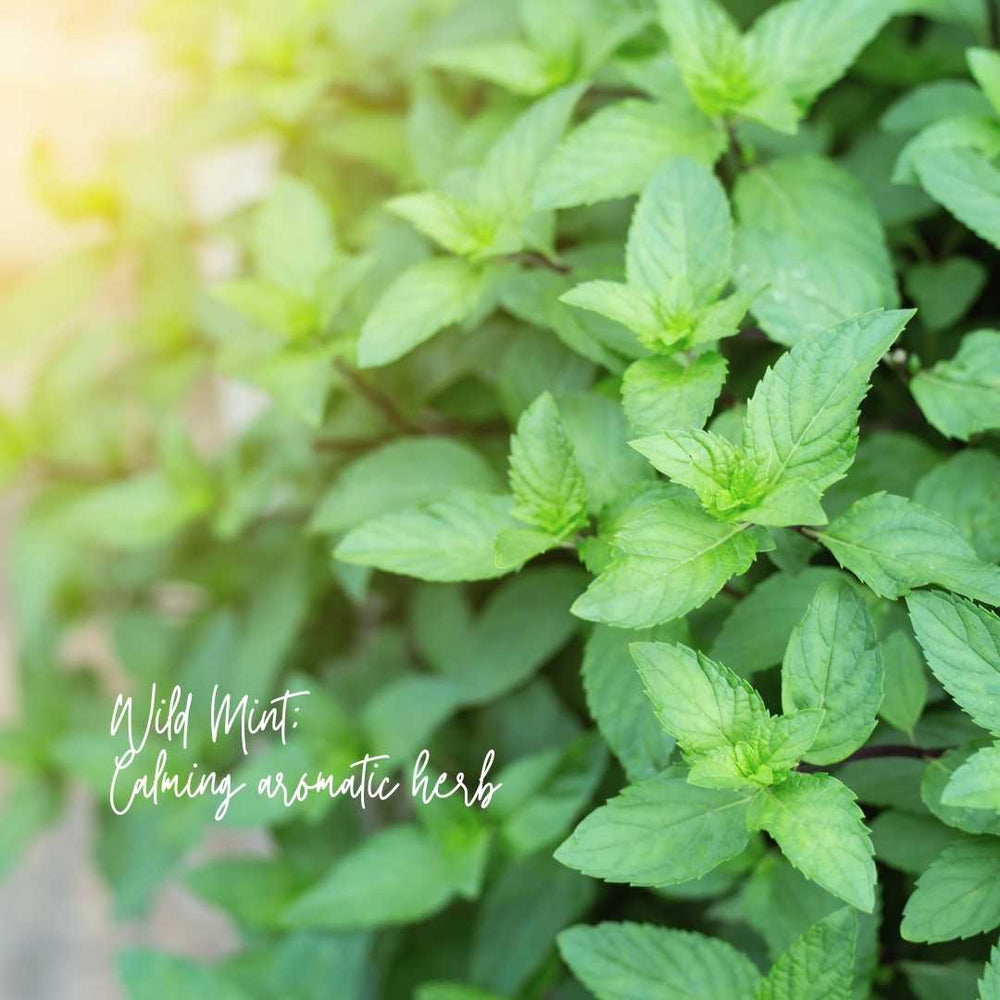 
                      
                        Magnolia Mint Candle: Wild Mint, Orange Blossom, Eucalyptus, Lemon, Mint + Tomato Leaf - Amber Glass:
                      
                    