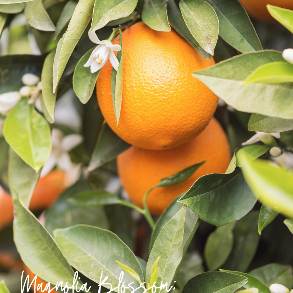 
                      
                        Magnolia Mint Hand Soap Refill: Wild Mint, Orange Blossom, Eucalyptus, Lemon, Mint + Tomato Leaf Scented
                      
                    