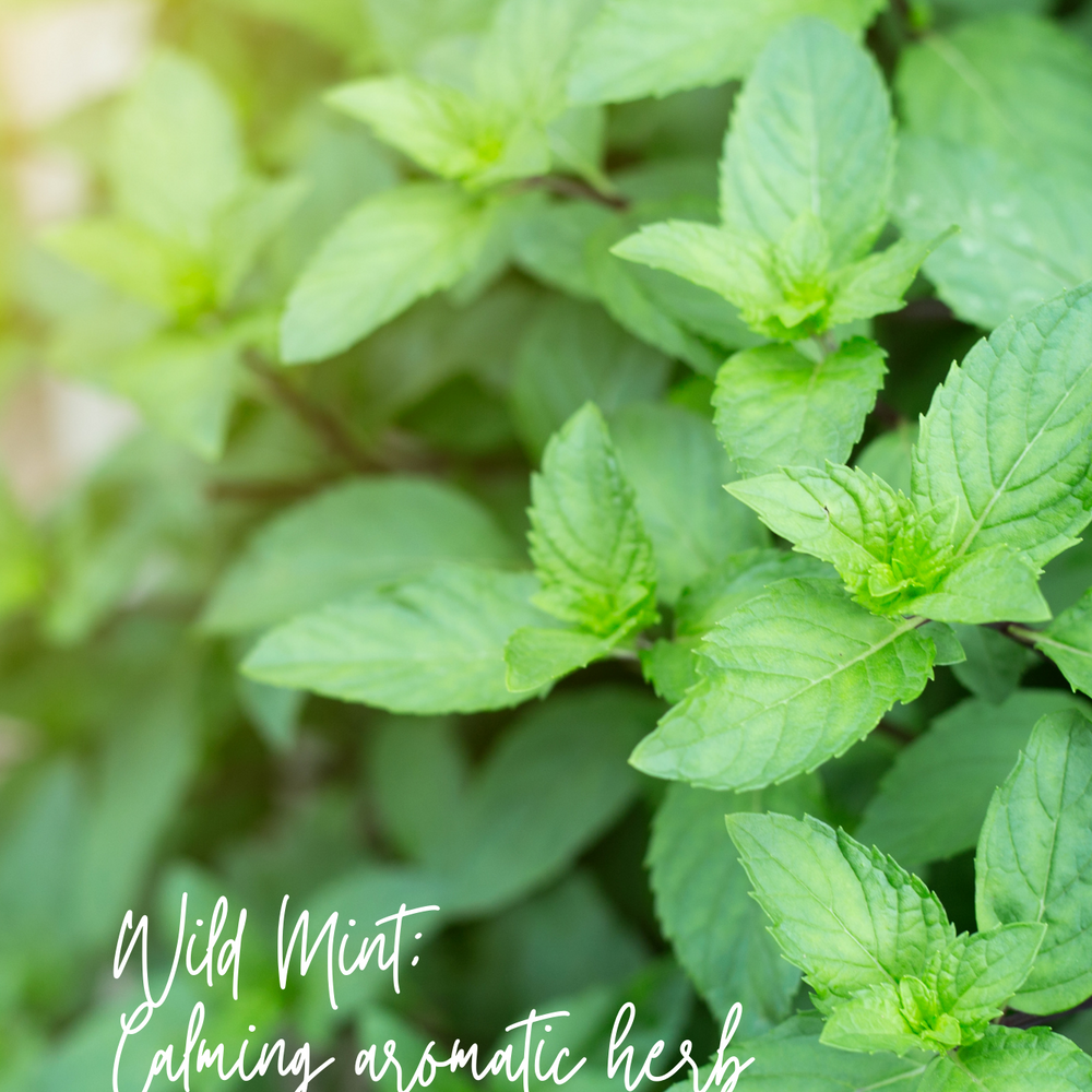 Magnolia Mint Hand Soap Refill: Wild Mint, Orange Blossom, Eucalyptus, Lemon, Mint + Tomato Leaf Scented