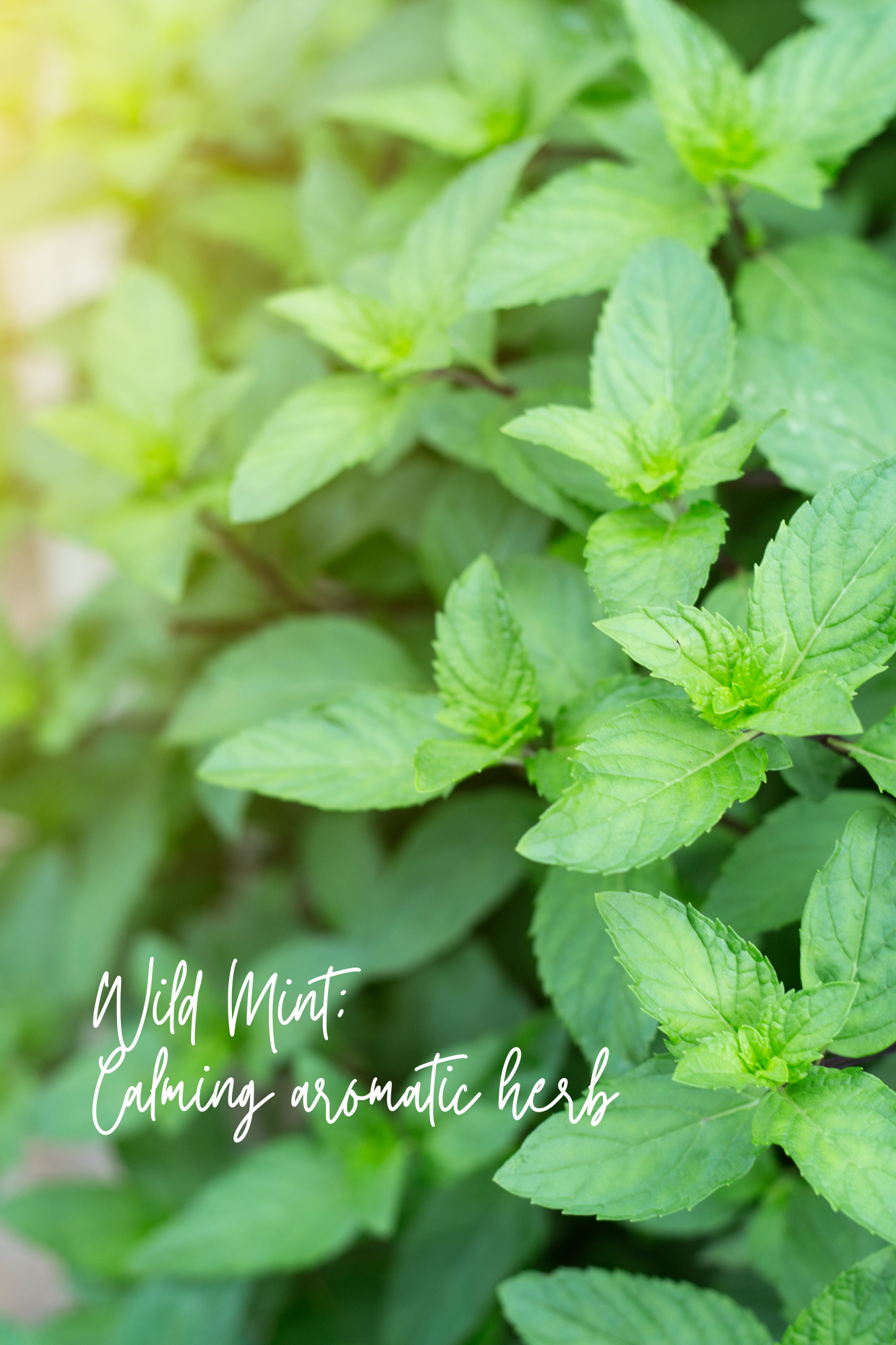Magnolia Mint Hand Soap Refill: Wild Mint, Orange Blossom, Eucalyptus, Lemon, Mint + Tomato Leaf Scented