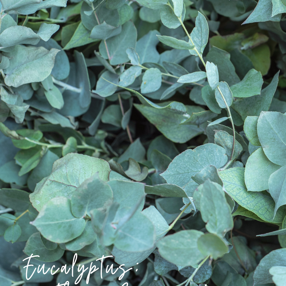 
                      
                        Magnolia Mint Hand Soap Refill: Wild Mint, Orange Blossom, Eucalyptus, Lemon, Mint + Tomato Leaf Scented
                      
                    